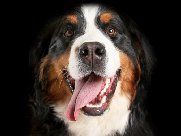 Pet Dental Treatment in Dublin and Kildare